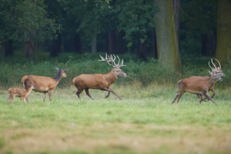 Red deer (Cervus elaphus), group of stags with a fawn and two hinds running across a wide meadow,