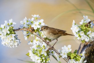 Nightingale (Luscinia megarhynchos) Germany