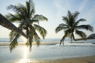 Sandy beach beach with coconut palms, Khlong Chao Beach, sunset, Koh Kood, Koh Kut, Gulf of