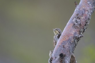 Eurasian wryneck (Jynx torquilla) Germany