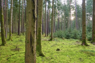 Forest floor covered with moss, warm sunlight, beech trees, Odenwald, Neckar-Odenwald district,
