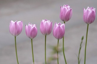 Pink tulips, Spring, Germany, Europe