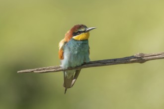 European bee-eater (Merops apiaster) on a branch during the breeding season in spring. Jechtingen,