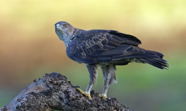 Bonelli's eagle, Aquila, fasciata, bird, bird of prey, eagle, nature, tree, sunrise, Andalusia,