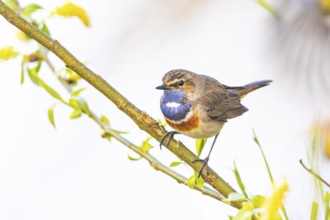 Bluethroat (Luscinia svecica cyanecula) ml Germany