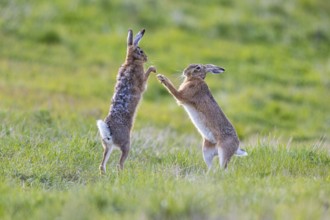 European hare (Lepus europaeus) Mating season Germany