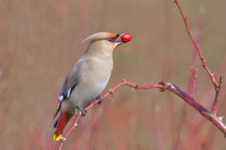 Waxwing (Bombycilla garrulus) sitting on a branch, eating a rose hip (Rosa canina), wildlife,