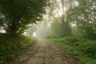 A misty forest path in the morning light, Mönchberg, Miltenberg, Spessart, Bavaria, Germany, Europe