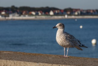 Seagull at the pier of Warnemünde, Mecklenburg-Western Pomerania, Germany, Warnemünde,