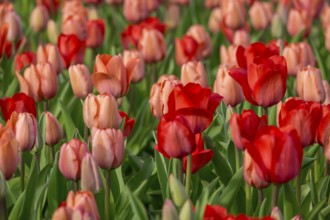 Bed with red and salmon-coloured tulips (Tulpia), Münsterland, North Rhine-Westphalia, Germany,