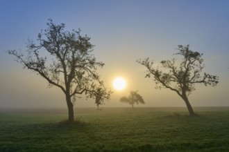 Three orchard trees in a meadow in the morning mist against the sunrise, Mönchberg, Miltenberg,