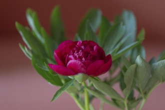 Red peony flower (Paeonia), Bavaria, Germany, Europe