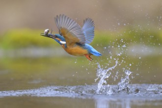 Kingfisher (Alcedo atthis), taking off from the water with a fish in its beak, Lechauen, Bavaria