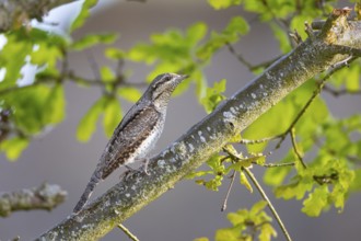 Eurasian wryneck (Jynx torquilla) Germany
