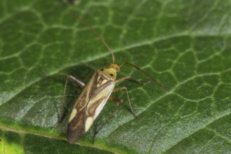Soft bug (Miridae sp.) on green leaf with natural background, close-up, Baden-Württemberg, Germany,