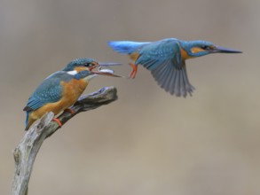 Kingfisher (Alcedo atthis), breeding pair on perch, female with fish in beak, male in flight,