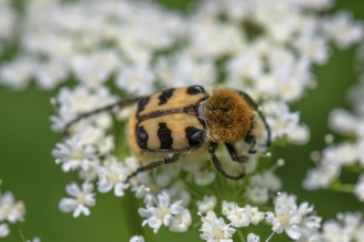 Brush beetle (Trichius) on a goutweed flower, Bavaria, Germany, Europe