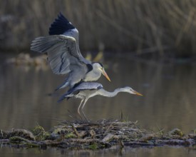 Grey heron (Ardea cinerea), adult heron and young bird copulating on a water lily root in front of