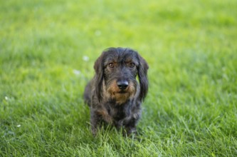 Rough-haired dachshund (Canis lupus familiaris) male, 4 years old, animal portrait, sitting on a