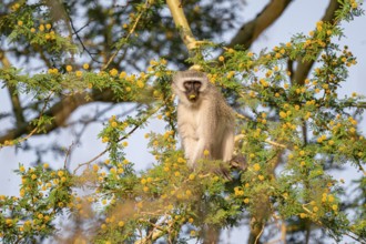 Southern vervet monkey (Chlorocebus pygerythrus) sitting in a flowering tree, eating yellow flowers