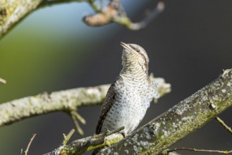 Eurasian wryneck (Jynx torquilla) Germany