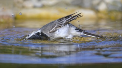 White wagtail (Motacilla alba), male bathing, biosphere reserve, Swabian Alb, Baden-Württemberg,