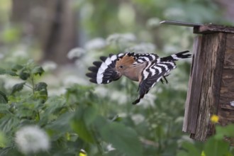 Hoopoe (Upupa epops) flies out of the nesting box after feeding the young birds, Oberspreewald,