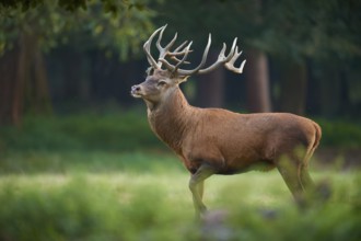 A stately red deer (Cervus elaphus) with antlers in a meadow, Germany, Europe