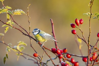 Blue tit (Parus caeruleus) Germany