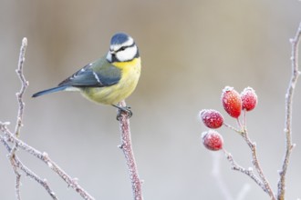 Blue tit (Parus caeruleus) Germany