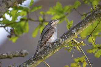 Eurasian wryneck (Jynx torquilla) Germany