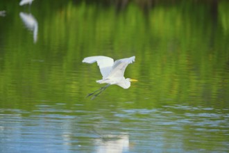 Great white egret (Ardea alba) in flight, Sanibel Island, J.N. Ding Darling National Wildlife