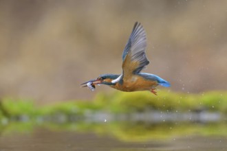 Kingfisher (Alcedo atthis), in flight with fish in its beak, Lechauen, Bavaria