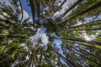 Pine forest (Pinus sylvestris), with sun star, Franconia, Bavaria, Germany, Europe