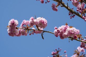 Japanese flowering cherry (Prunus serrulata), cherry blossom branch, Rombergpark, Dortmund, North