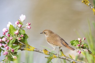Nightingale (Luscinia megarhynchos) Germany