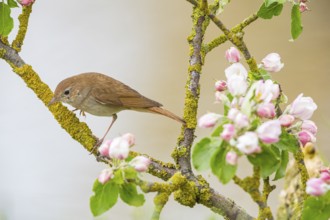 Nightingale (Luscinia megarhynchos) Germany