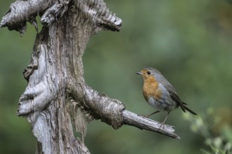 European robin (Erithacus rubecula), Emsland, Lower Saxony, Germany, Europe