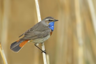 White-starred bluethroat (Luscinia svecica cyanecula), mating male on a reed, wildlife, nature