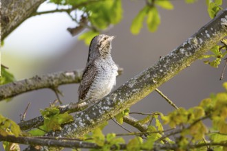 Eurasian wryneck (Jynx torquilla) Germany