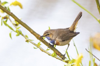 Bluethroat (Luscinia svecica cyanecula) ml Germany