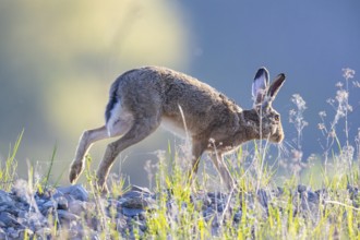 European hare (Lepus europaeus) Germany