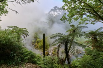 Mystical landscape with mist and ferns creating a calming atmosphere, Te Manaroa Spring, Hot