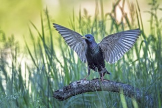 Starling (Sturnus vulgaris), also known as Common starling, approaching, wings spreading, foraging,