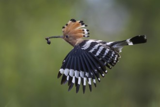 Hoopoe (Upupa epops) Bird of the Year 2022, male with food for his female, bridal gift, mating,