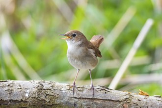 Nightingale (Luscinia megarhynchos) Germany