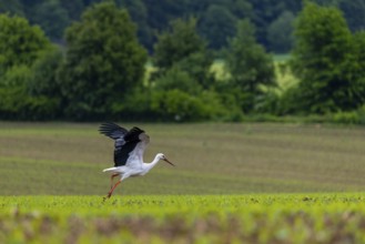 White stork (Ciconia ciconia), farmland, Göggingen, Sigmaringen district, Baden-Württemberg,