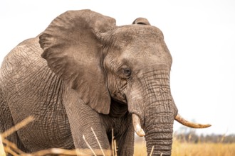 African elephant (Loxodonta africana), adult, animal portrait, Kruger National Park, South Africa,