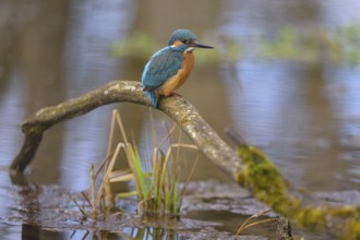 Kingfisher (Alcedo atthis), male sitting on a moss-covered branch in the water, Lechauen, Bavaria