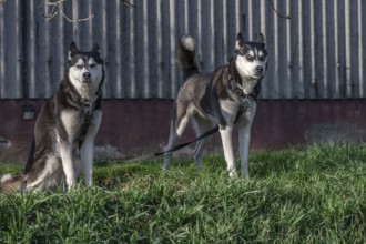 Dogs, two Siberian Huskies (Canis lupus familiaris) in front of a barn on a farm, Bavaria, Germany,